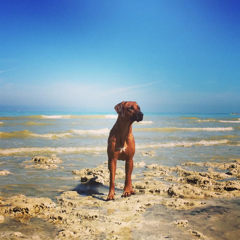 Les Rhodesian Ridgeback de l'affixe Des Neiges Du Printemps