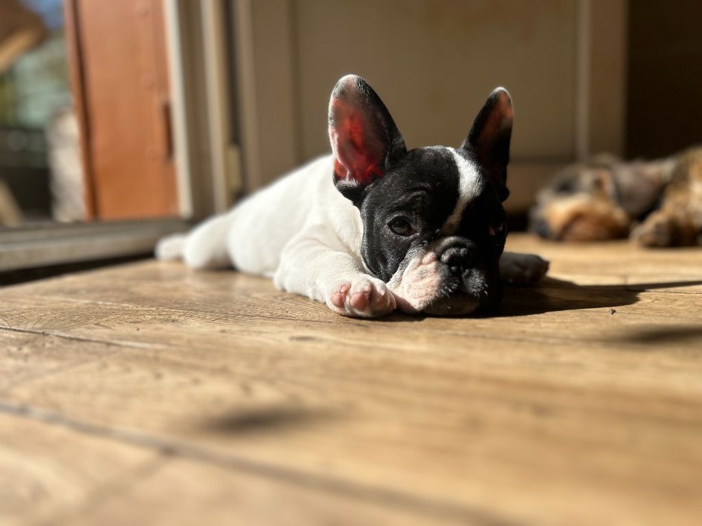 Les Bouledogue français de l'affixe Des Neiges Du Printemps