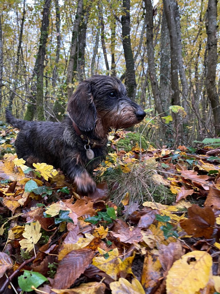 Dax Leonesse Tara georgia