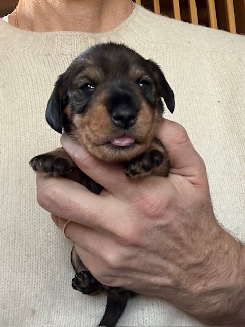 chiot Teckel poil dur Des Neiges Du Printemps