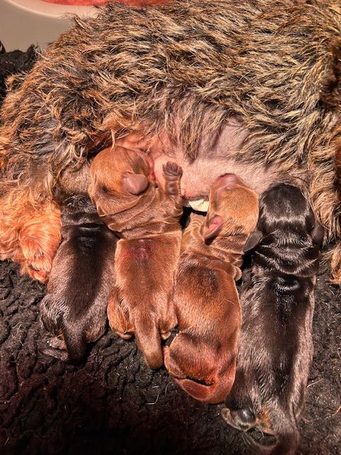 Des Neiges Du Printemps - 4 bébés sont nés de Tara