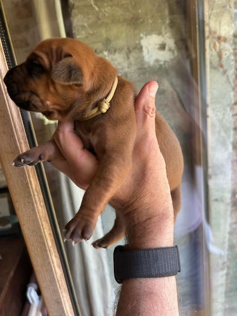Des Neiges Du Printemps - Chiots disponibles - Rhodesian Ridgeback