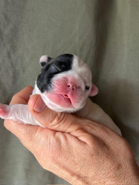 Chiot Bouledogue français Des Neiges Du Printemps