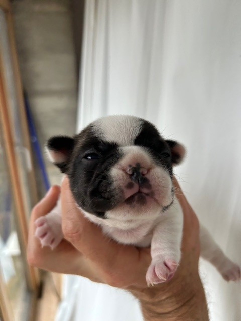 Des Neiges Du Printemps - Chiots disponibles - Bouledogue français