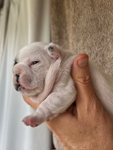Des Neiges Du Printemps - Chiots disponibles - Bouledogue français
