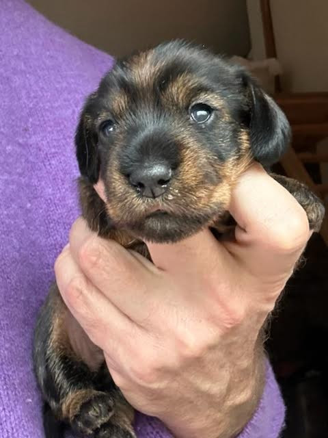 Des Neiges Du Printemps - Teckel poil dur - Portée née le 15/11/2025