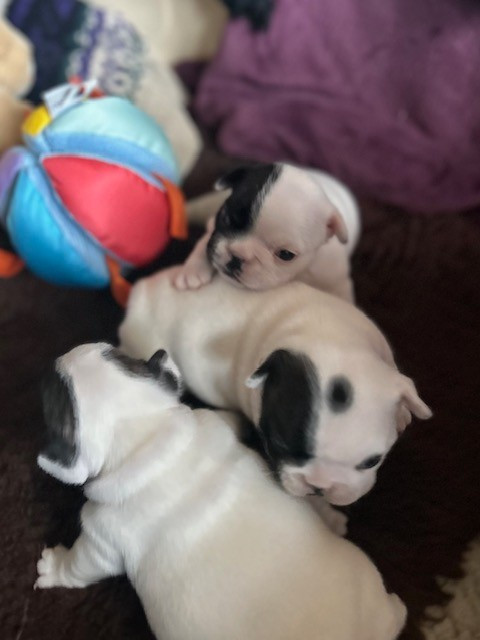 Des Neiges Du Printemps - Bouledogue français - Portée née le 17/11/2025