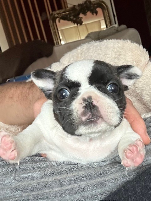 Des Neiges Du Printemps - Chiots disponibles - Bouledogue français