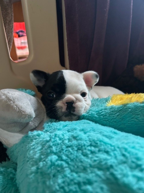 Des Neiges Du Printemps - Chiots disponibles - Bouledogue français