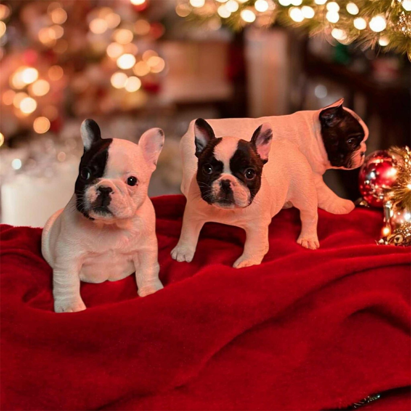 Des Neiges Du Printemps - Bouledogue français - Portée née le 17/11/2025