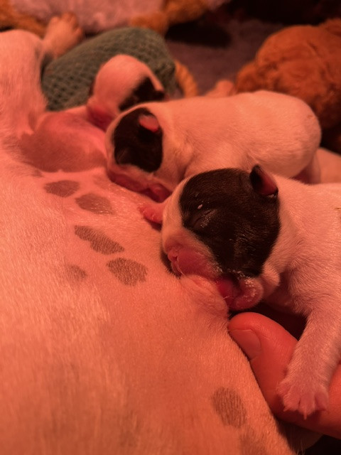 Chiot Bouledogue français Des Neiges Du Printemps