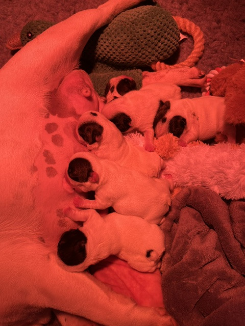 Des Neiges Du Printemps - Chiots disponibles - Bouledogue français