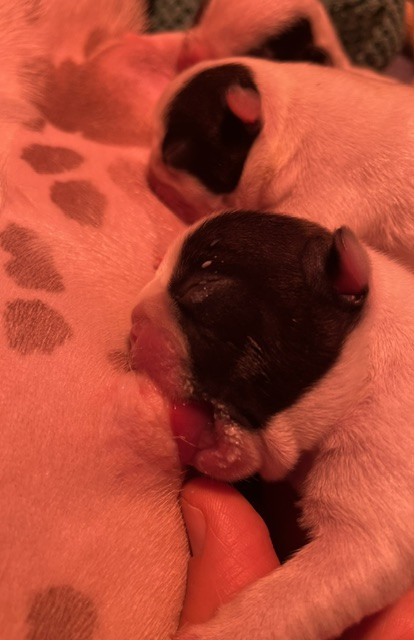Des Neiges Du Printemps - Chiots disponibles - Bouledogue français