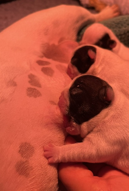 Des Neiges Du Printemps - Chiots disponibles - Bouledogue français