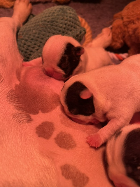 Des Neiges Du Printemps - Chiots disponibles - Bouledogue français