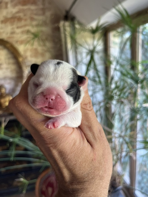 Des Neiges Du Printemps - Chiots disponibles - Bouledogue français