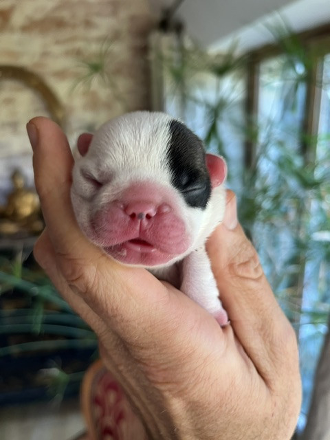 Des Neiges Du Printemps - Chiots disponibles - Bouledogue français