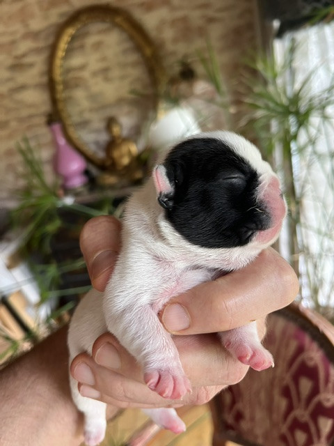 Des Neiges Du Printemps - Chiots disponibles - Bouledogue français