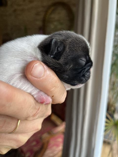 Des Neiges Du Printemps - Chiots disponibles - Bouledogue français