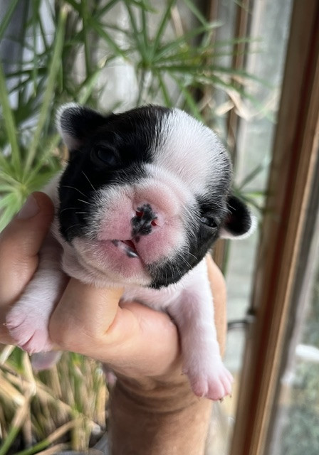 Des Neiges Du Printemps - Chiots disponibles - Bouledogue français