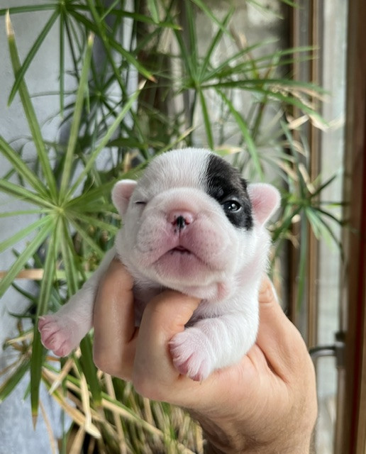 Des Neiges Du Printemps - Chiots disponibles - Bouledogue français