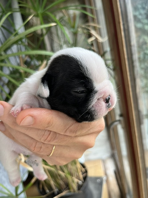 Des Neiges Du Printemps - Chiots disponibles - Bouledogue français