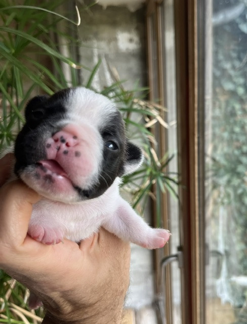 Des Neiges Du Printemps - Chiots disponibles - Bouledogue français