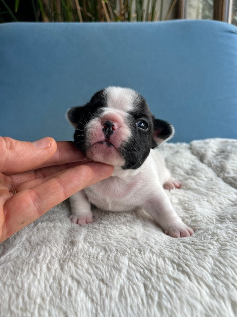 Des Neiges Du Printemps - Chiots disponibles - Bouledogue français
