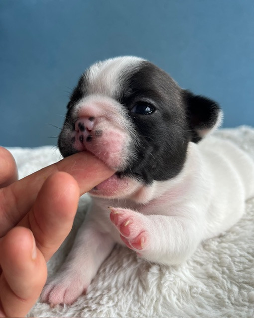 Des Neiges Du Printemps - Chiots disponibles - Bouledogue français