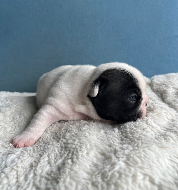 Des Neiges Du Printemps - Chiots disponibles - Bouledogue français