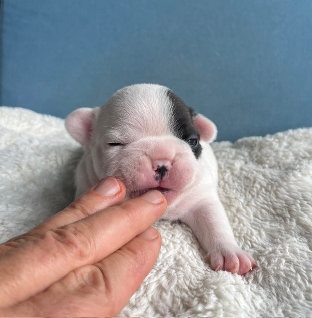 Des Neiges Du Printemps - Chiots disponibles - Bouledogue français