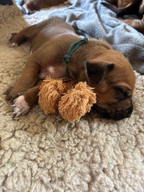 Des Neiges Du Printemps - Chiots disponibles - Rhodesian Ridgeback