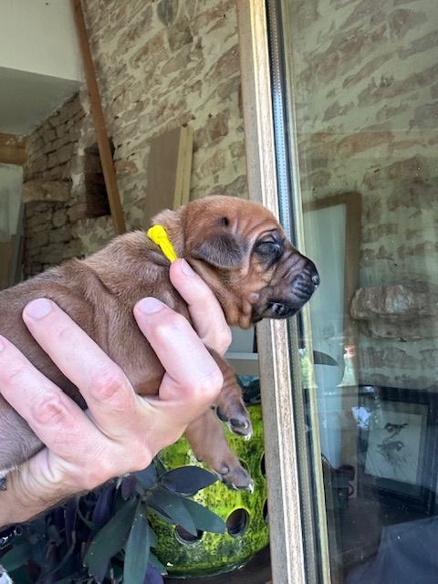 Des Neiges Du Printemps - Chiots disponibles - Rhodesian Ridgeback