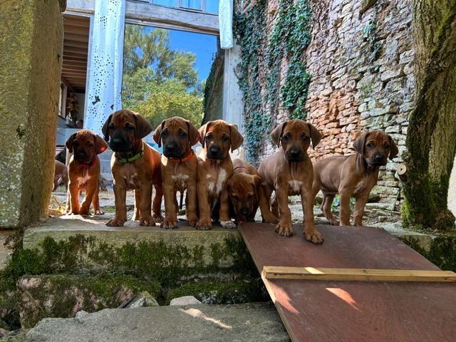 Chiot Rhodesian Ridgeback Des Neiges Du Printemps