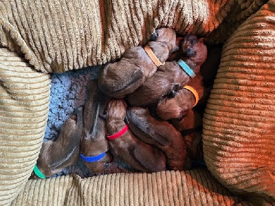 CHIOT 7