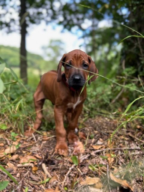 Des Neiges Du Printemps - Chiots disponibles - Rhodesian Ridgeback