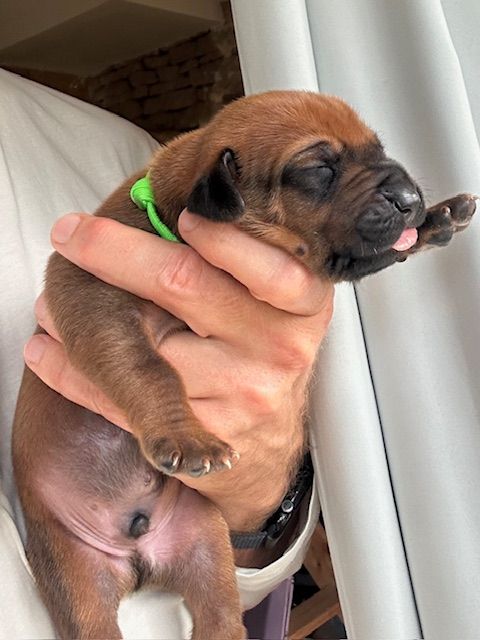 Des Neiges Du Printemps - Chiots disponibles - Rhodesian Ridgeback