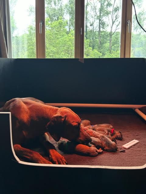 Chiot Rhodesian Ridgeback Des Neiges Du Printemps