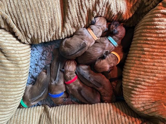 Des Neiges Du Printemps - Chiots disponibles - Rhodesian Ridgeback
