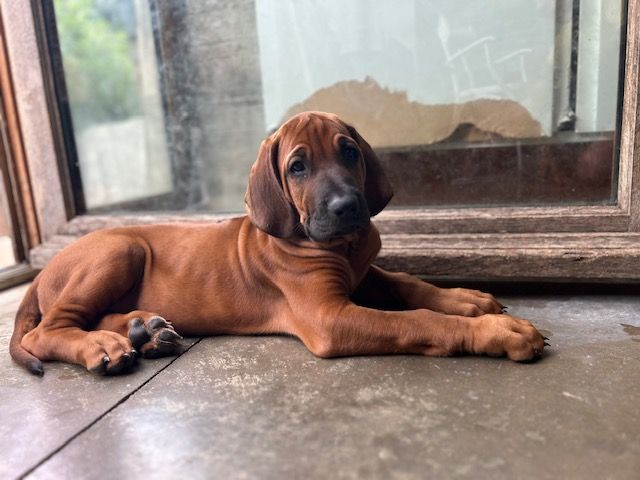 Des Neiges Du Printemps - Chiots disponibles - Rhodesian Ridgeback