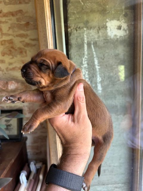 Des Neiges Du Printemps - Chiots disponibles - Rhodesian Ridgeback
