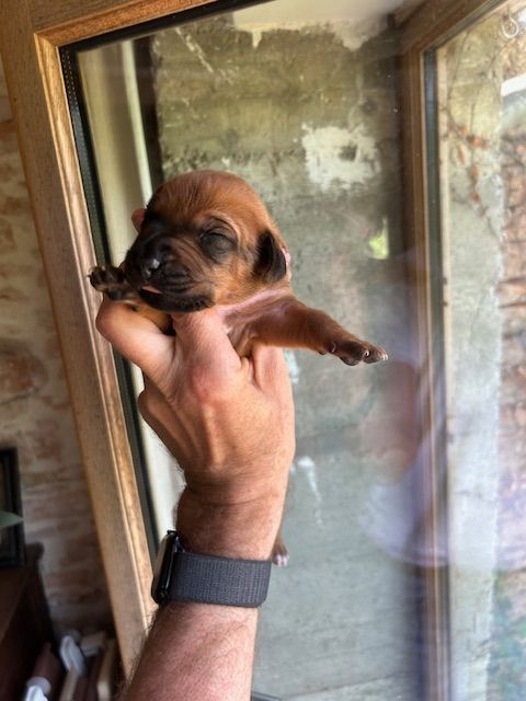 Des Neiges Du Printemps - Chiots disponibles - Rhodesian Ridgeback